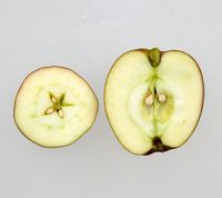 Skovfoged æble
